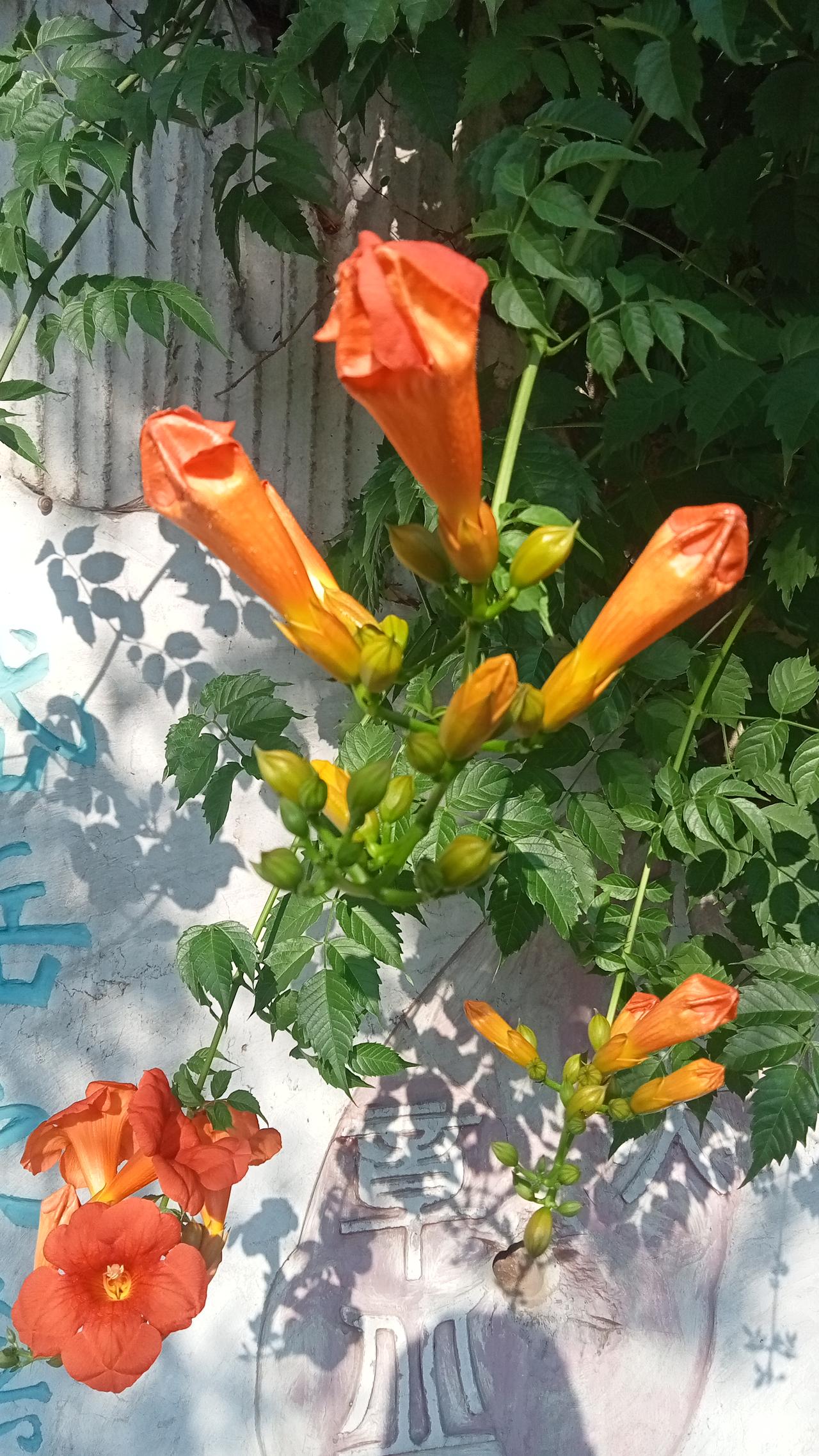 相册里的花花草草在每天晨练的路上，你会发现满山遍野的花草树木，特别是看到漂亮的花