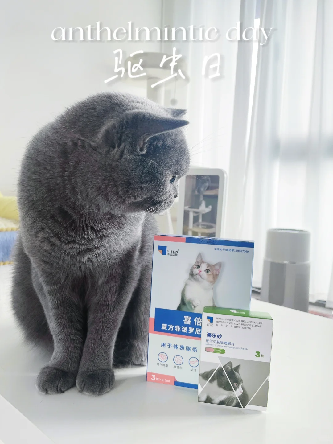 铲屎官必备 | 猫咪驱虫药大揭秘