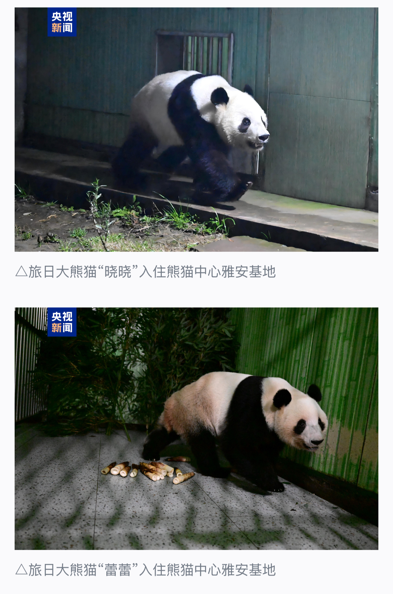 大熊猫“晓晓”“蕾蕾”从日本平安顺利回国，感觉它们自己也很开心，回家了真好