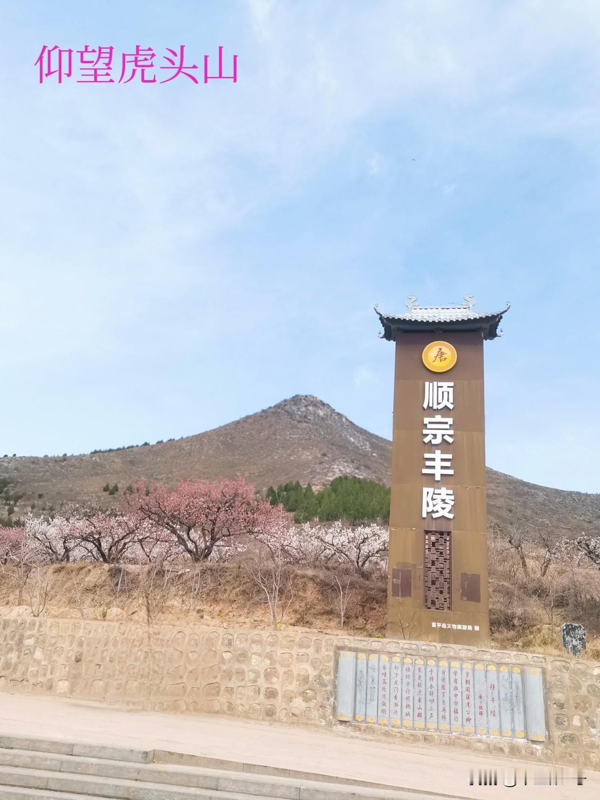 穿着棉袄，马坡村看杏花。
三月中旬，暖风忽忽，关中道各地的杏花纷纷开放。没想到又