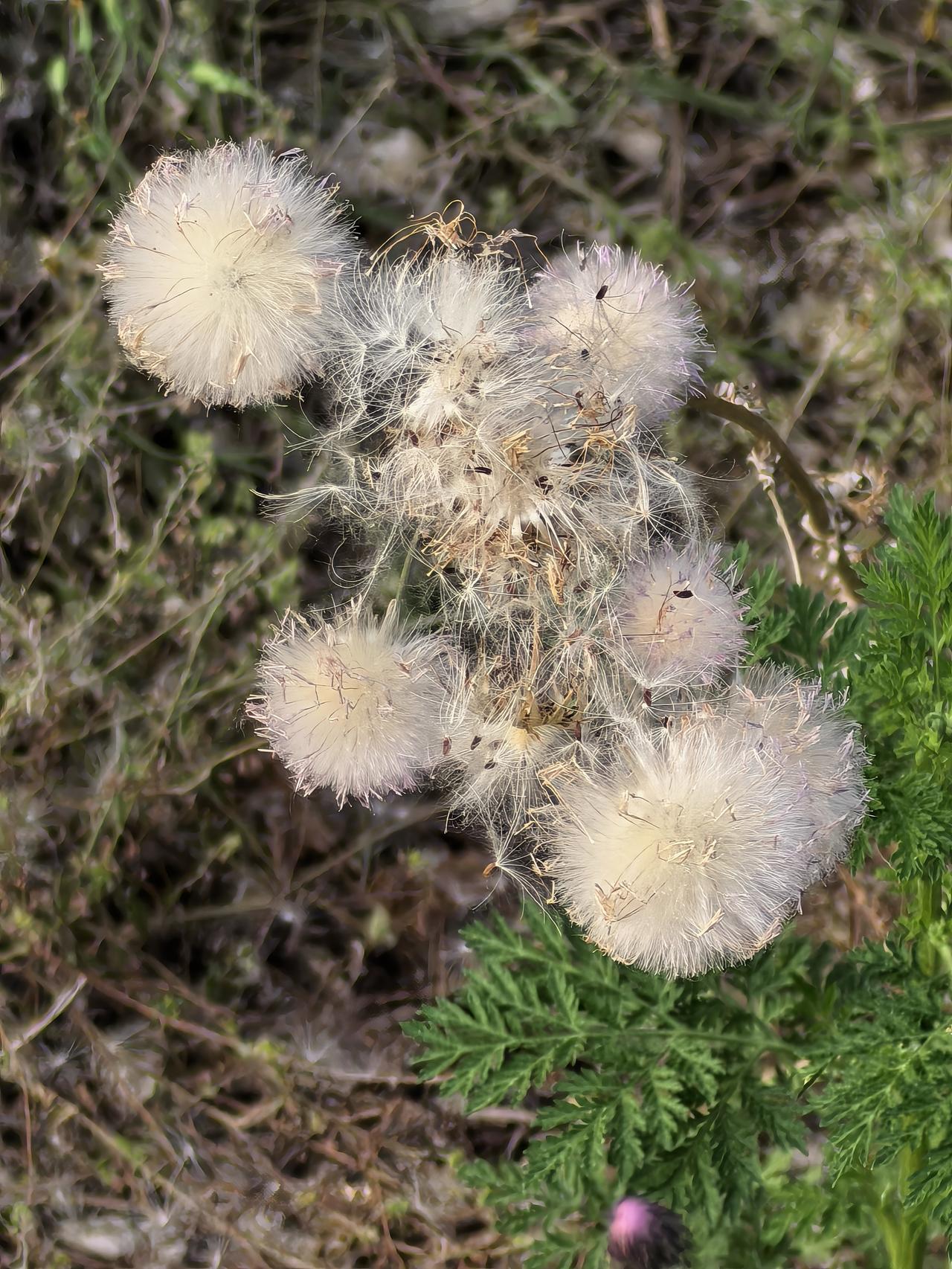 今年北京的柳絮杨絮毛毛来的早走得晚 怎么随地可见的这种小粉花儿也飞毛毛啊[捂脸]