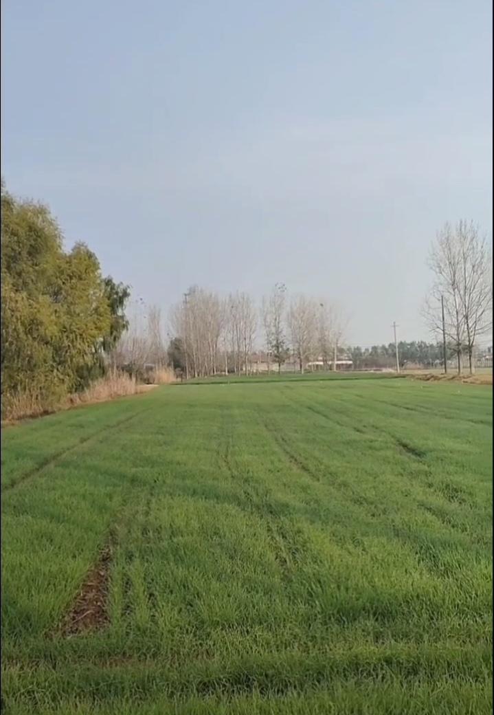 七律 冬晴


叶黄树瘦现寥村，
才出青青小麦痕。
阡陌横陈田奈束，
野云浮动兔