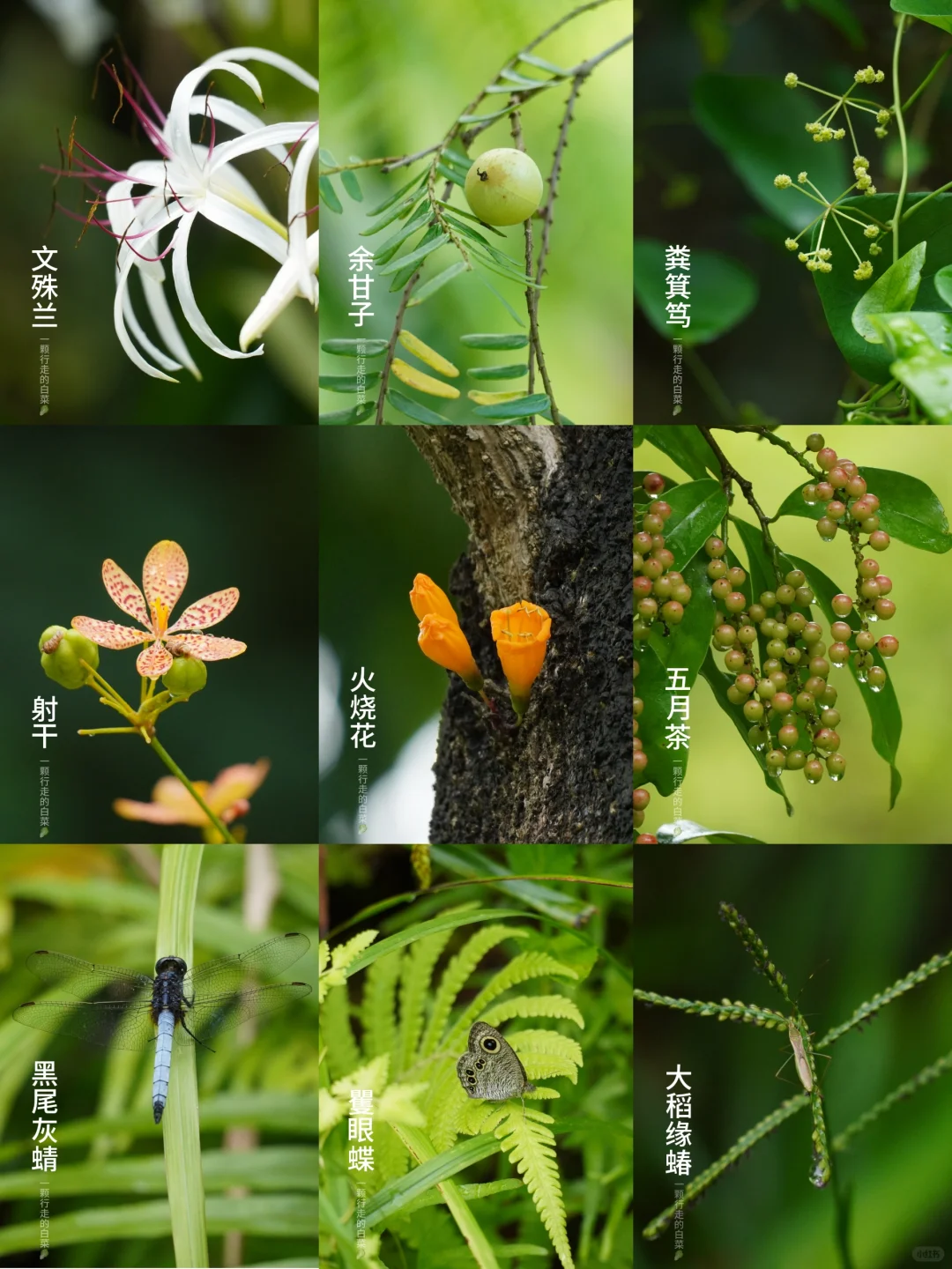 惠州自然 | 又逛了一座植物园