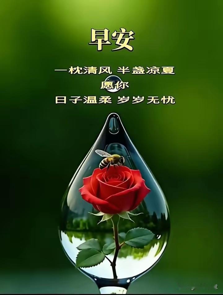 早安，愿你如这朵玫瑰般绽放，温柔无忧。