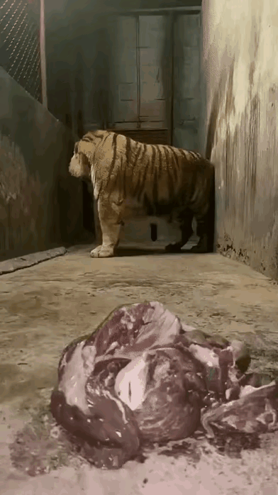 我咋觉得当年武松打这玩意根本不可能呢