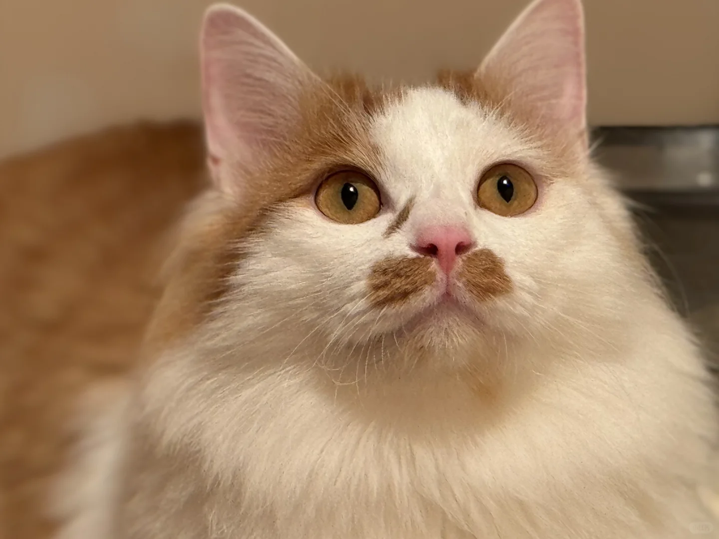 是的 这是同一只猫