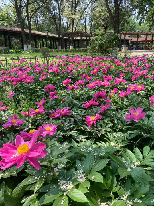 沈阳中山公园的芍药花开啦❗❗免费拍照❗❗
