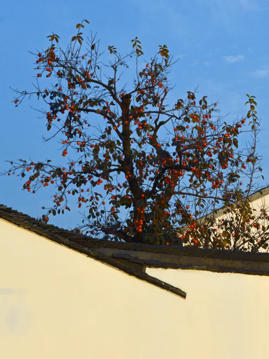 苏州旅游｜盘点苏州几处没门票的“柿柿如意”