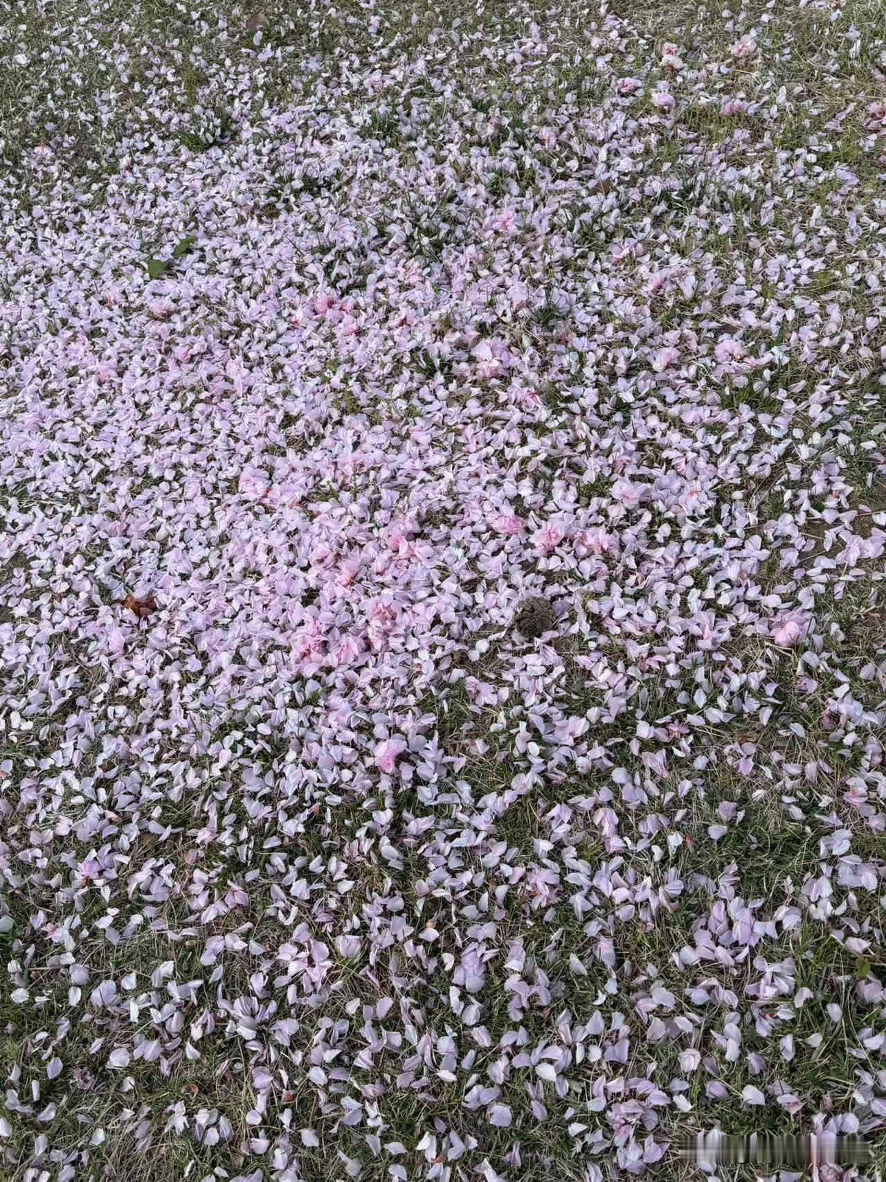 唐多令•柳絮

枝上散春愁，林中漫夏幽。不似花，任尔风流。未系此身何处去，江水送
