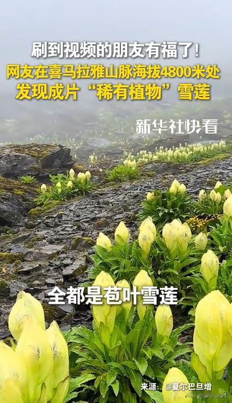 上人民日报了！西藏，一男子独自爬喜马拉雅山，爬到海拔大约4800米时竟不想下山了