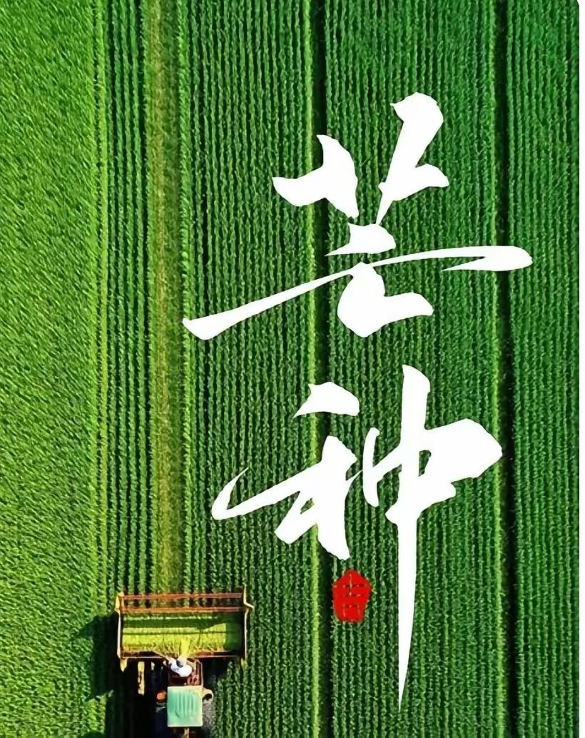 芒种时节排律诗

芒种时节麦浪黄，农家五月倍繁忙。
南风拂过千畦绿，布谷啼来万户