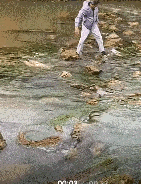看完这段视频，心里暖乎乎的。河坝里两条大鱼被石头卡住动弹不得，岸边大爷瞧见后，翻