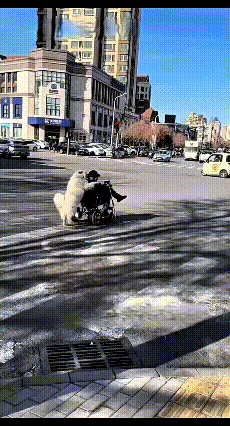 注意看！天津街头这一幕暖到心坎里！过马路时，一只大白狗稳稳推着坐轮椅的老人，一步