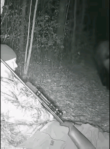 狗熊到底在怕什么！
不理解，非常不理解，难道是被猎人强大气场所折服？