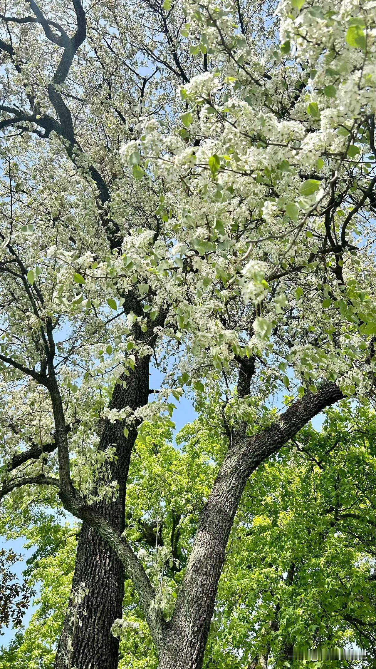 春天的气息，就像一场浪漫的邂逅。清晨，第一缕晨光穿透薄雾，唤醒了世界。走在乡间小