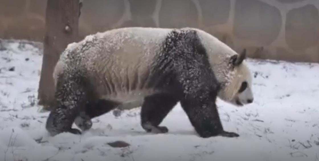 初雪飘落，圆滚滚的大熊猫瞬间解锁雪地撒欢模式！它迈着慢悠悠的步子穿梭林间，玩到兴