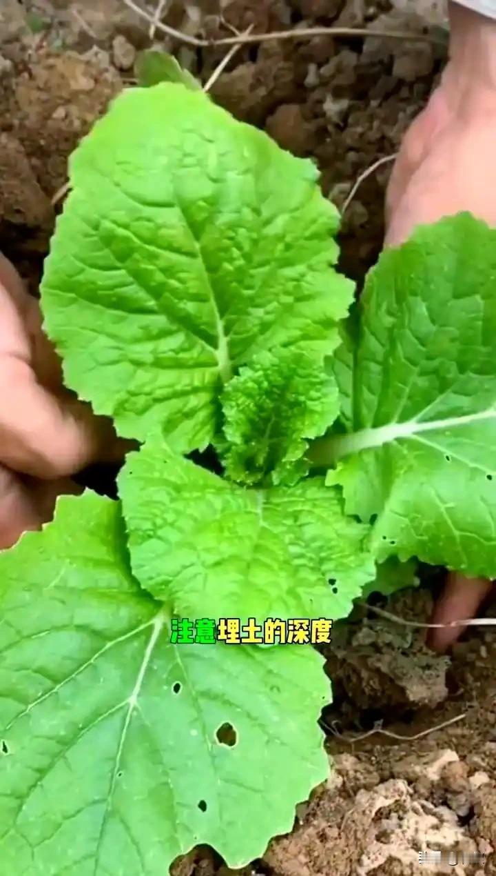 想让白菜萝卜移栽成活率高吗?

又快到移栽白菜的时候，白菜可以移栽，但要注意几个