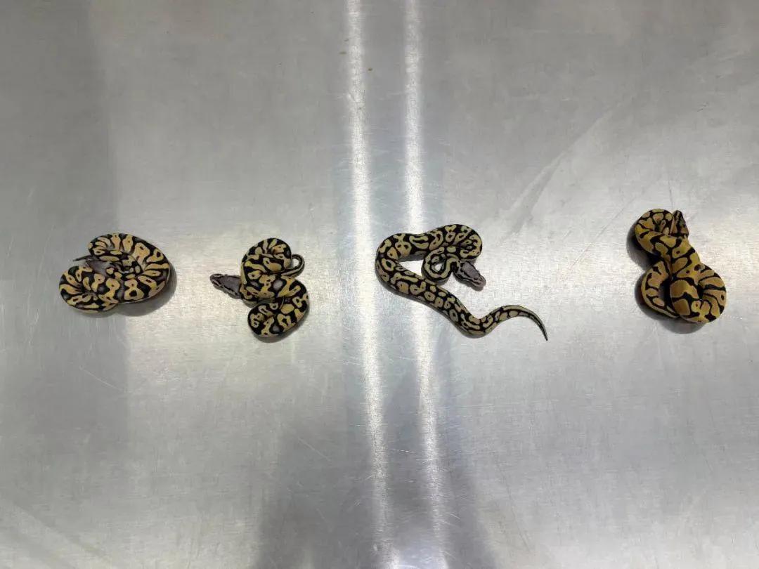 女子过海关内衣藏4条活体蟒蛇，被海关查获，不得不说，这位大姐你是真的牛啊。

内