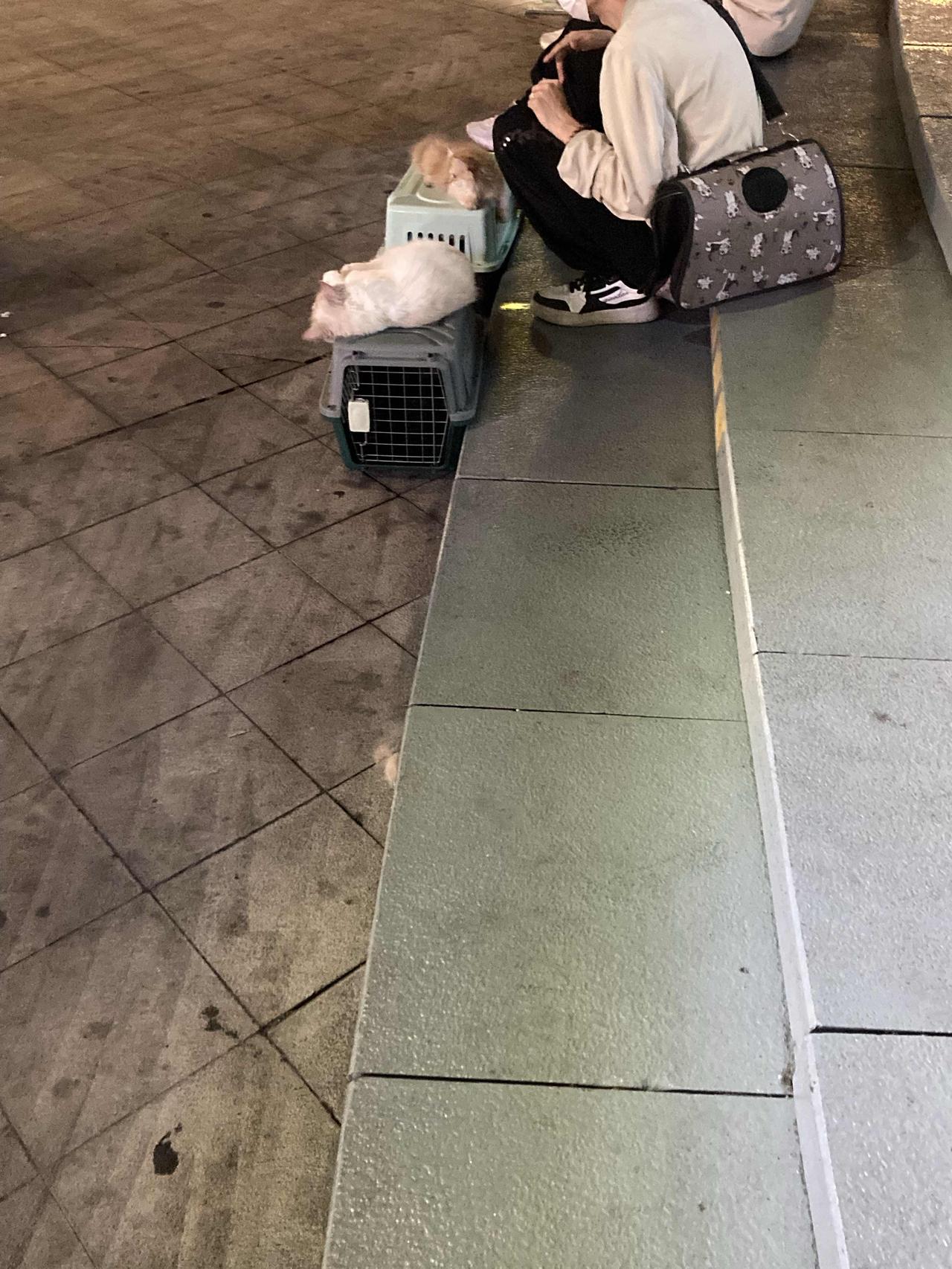 猫猫长期被摆出来，不怕人，不怕声音，不应激。