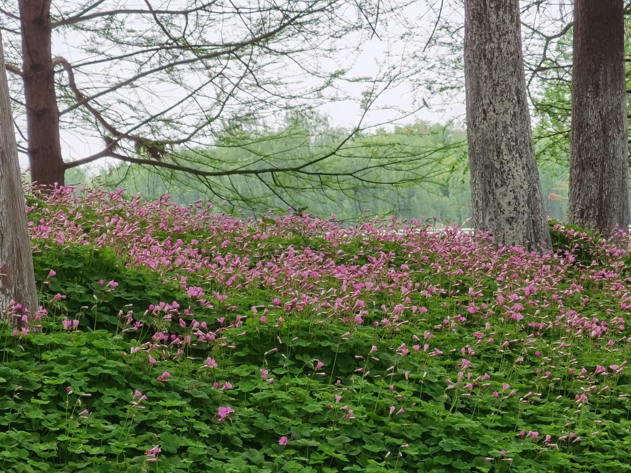 今日去洋泾湖公园，又看到成片的红花酢浆草，美翻了。洋泾湖 红花酢浆草