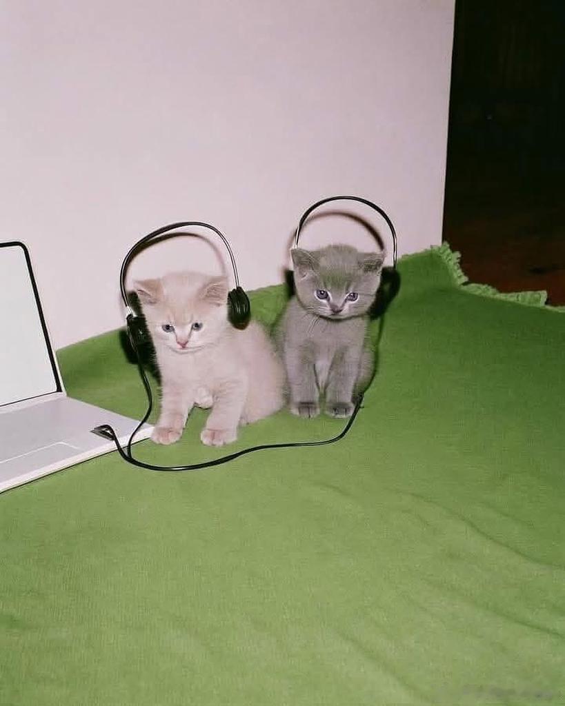 猫宁 