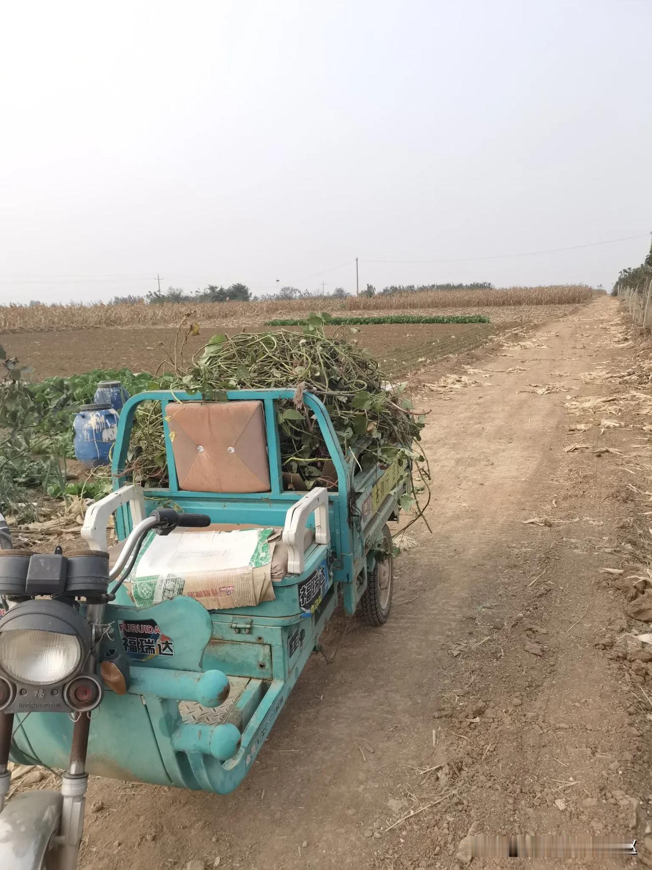 这种三轮我也会骑了，还帮老妈拉的地瓜和瓜秧，就是田间地头的路颠簸的太厉害！
