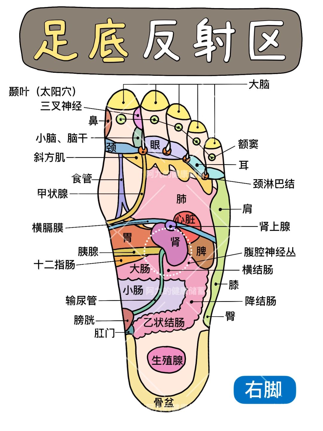 ⁉️震惊ᯅ̈.ᐟ按摩足底才是最具性价比的养生