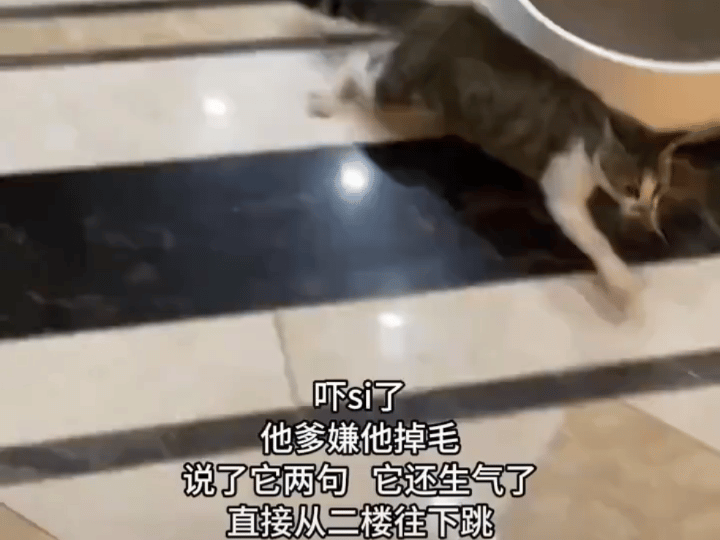 猫的气性也这么大吗？！春日放个疯 ​​​