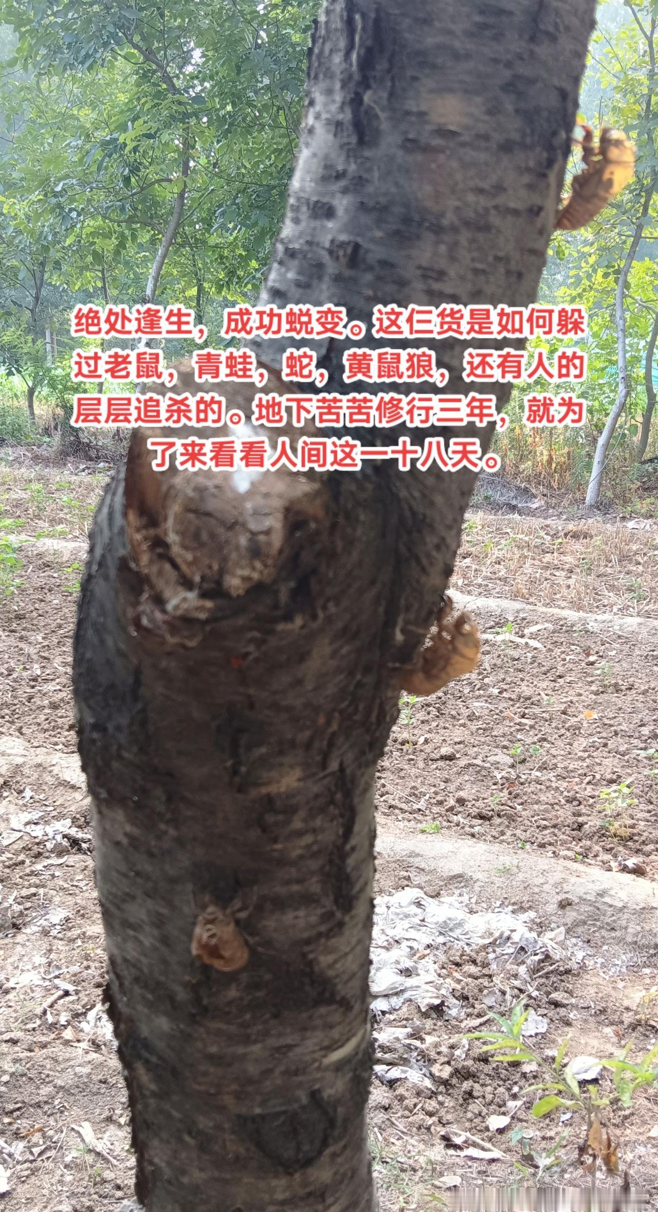 绝处逢生，成功蜕变。这仨货命大。蝉蜕，可以入药。姐了鬼地下修行三年，爬出地面，要