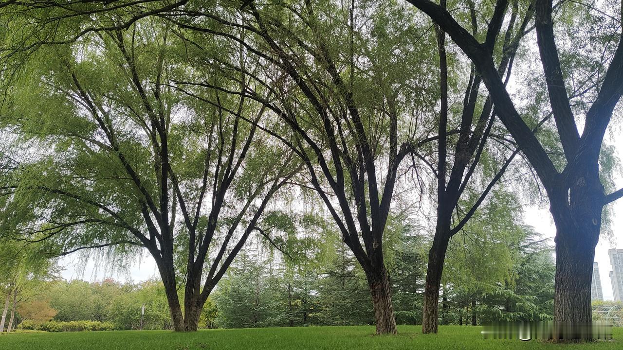 银行为摆脱牵连，甩锅给卷走储户存款的银行职工无可厚非，毕竟银行也是企业，想尽办法
