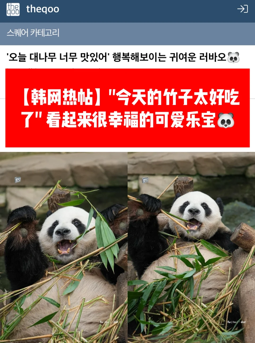 🔥韩网热帖｜今天的竹子太好吃了…幸福的乐宝