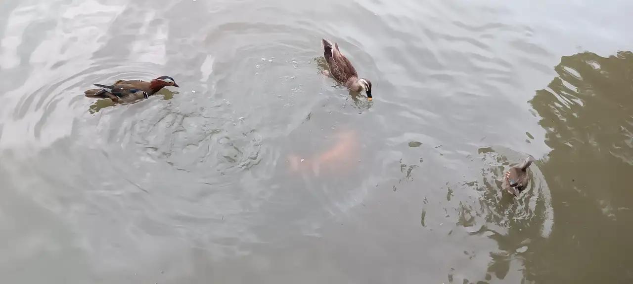 杭州西湖孤山公也是鸳鸯的栖息地。有鸳鸯安静的浮在水面，也有鸳鸯在不停的游动打闹，