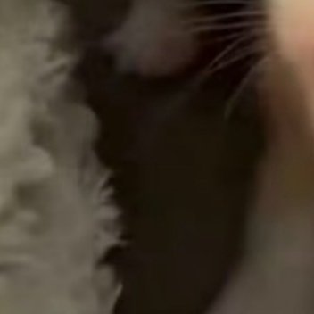 阿夏夏养猫准则 0000盆栽草莓的播种育苗需要用保水性能良好的培养土（如悬吊盆花