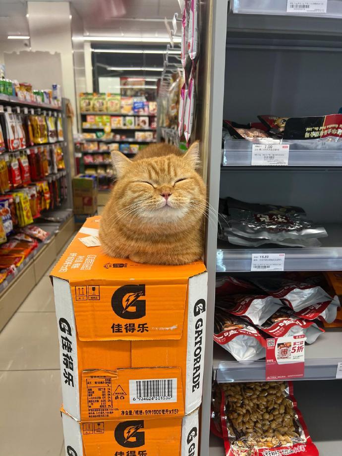 在超市值夜班的小猫 