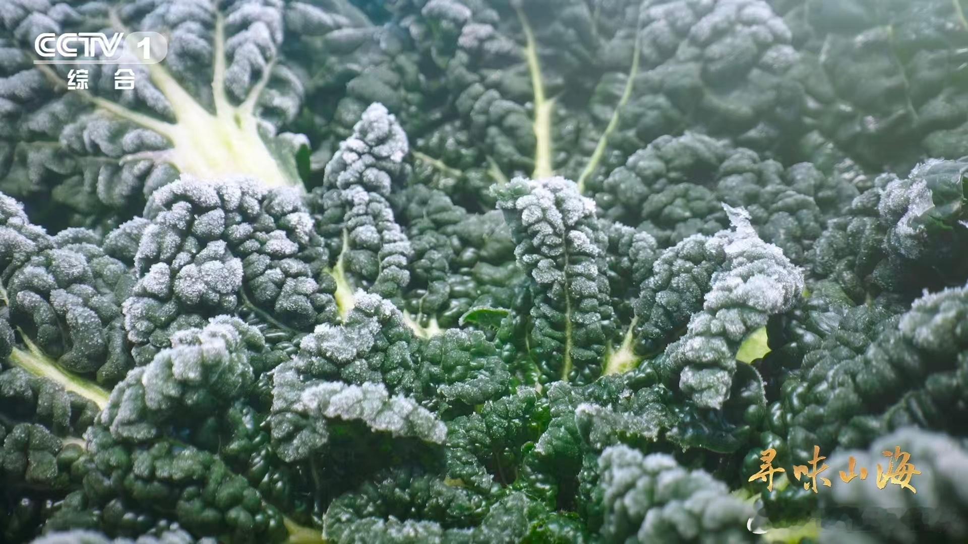 会吹泡泡的蔬菜 秋冬的打霜天气对泡泡青来说就是天然buff！霜打过的泡泡青像被施