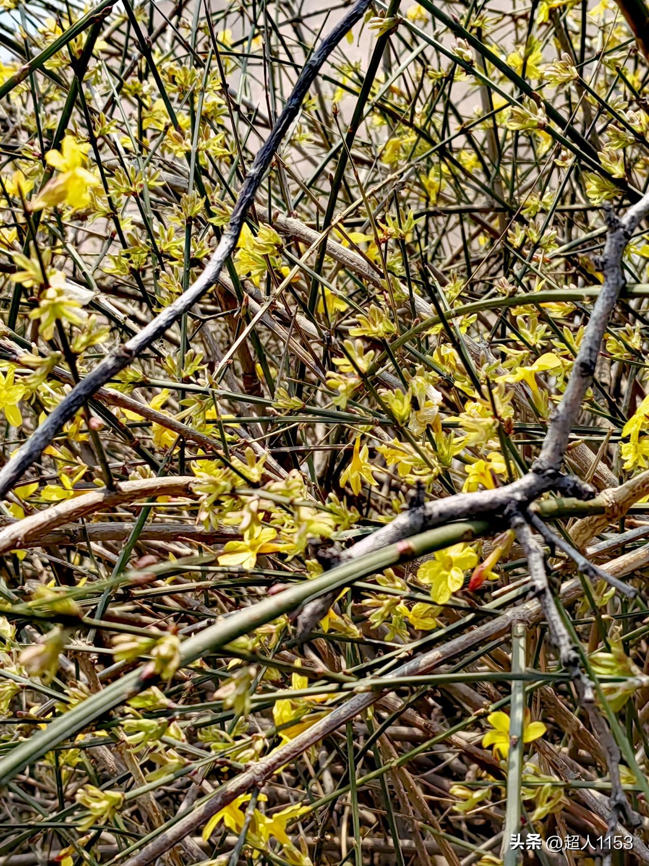 友们让我们一起来描写春天的美丽景色吧。

春暖花开、鸟语花香。
春意盎然、草长莺