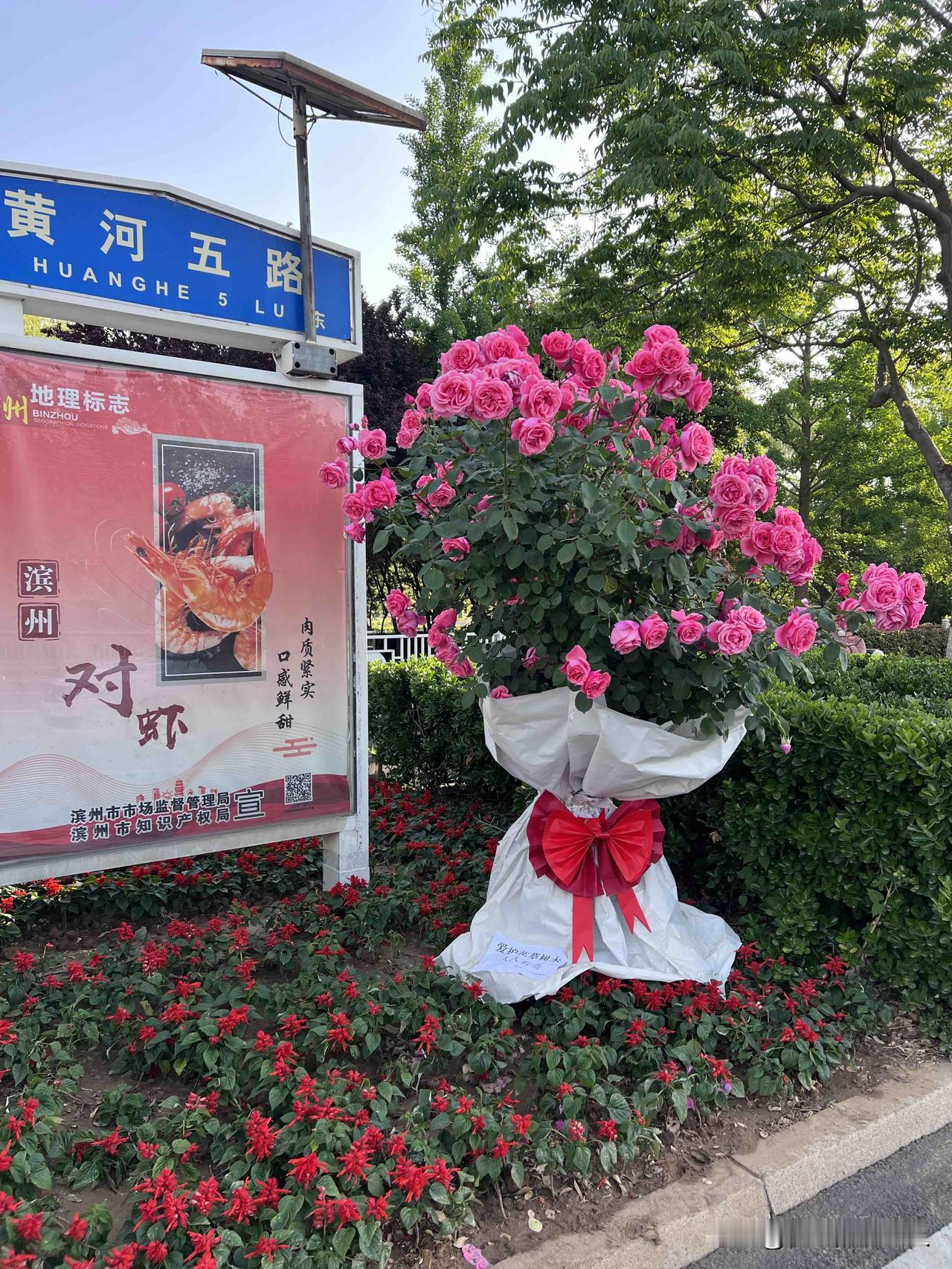 颖子的创意作品被拆了！我猜可能是因为花太好看，怕去拍照的人多影响交通吧！因为这个
