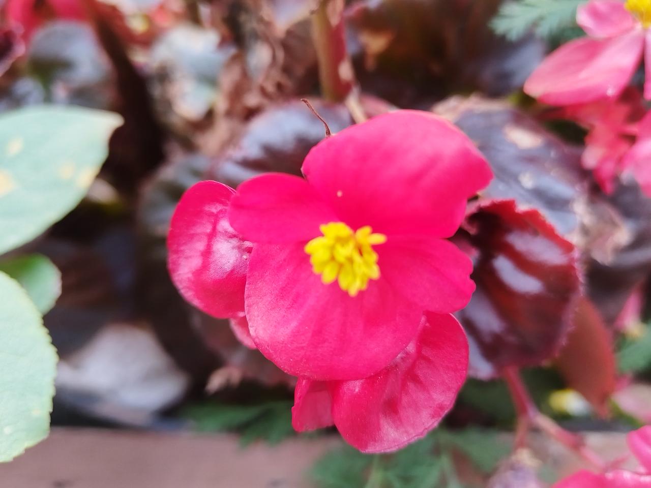 一朵粉红色的花真漂亮！随手拍