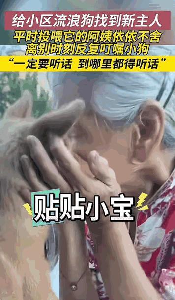 “万物皆有灵性！”山东，一老奶奶平时喜欢投喂小区里的流浪狗，今天给流浪狗找到了新