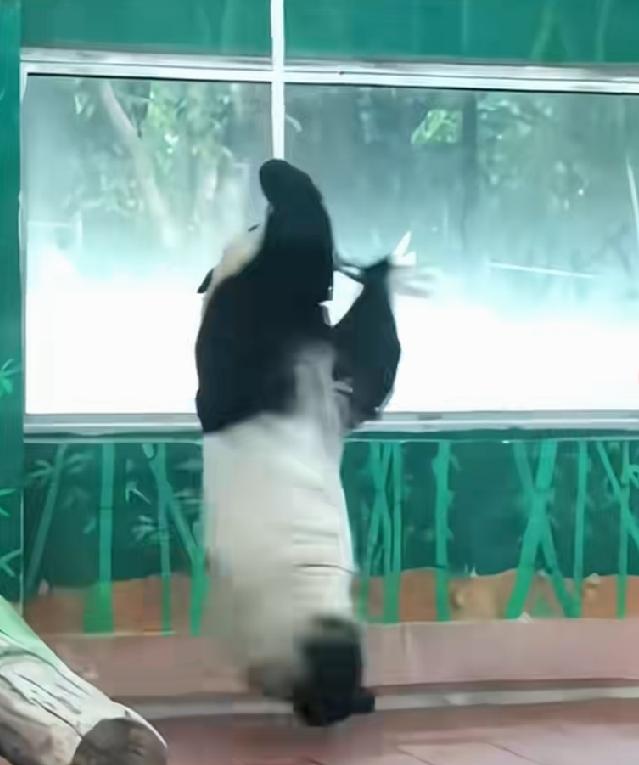 这是哪只小熊
在做高空瑜伽
一见倾心呀
谁认识她
告诉我一下飞上来的鱼 小熊鱼 
