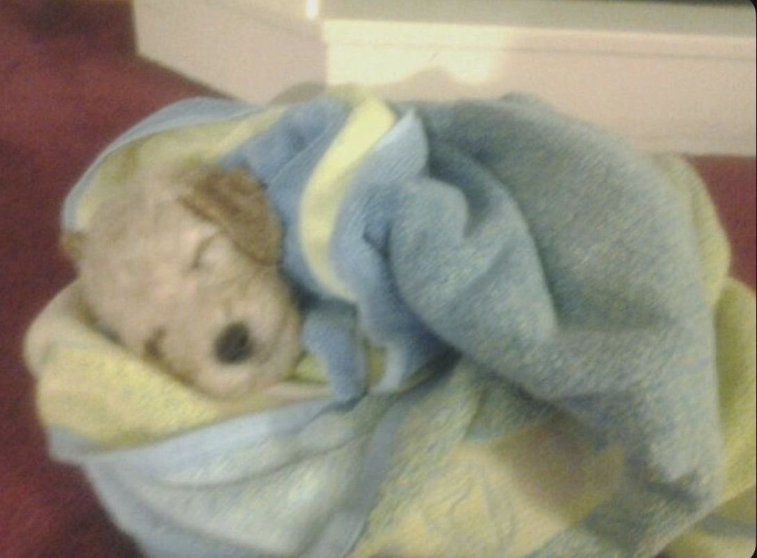 新年想玩这些游戏 谁能帮娥开发🤤🤤 《槑东的女儿》 《拉玛西亚之遗》《萨露谷