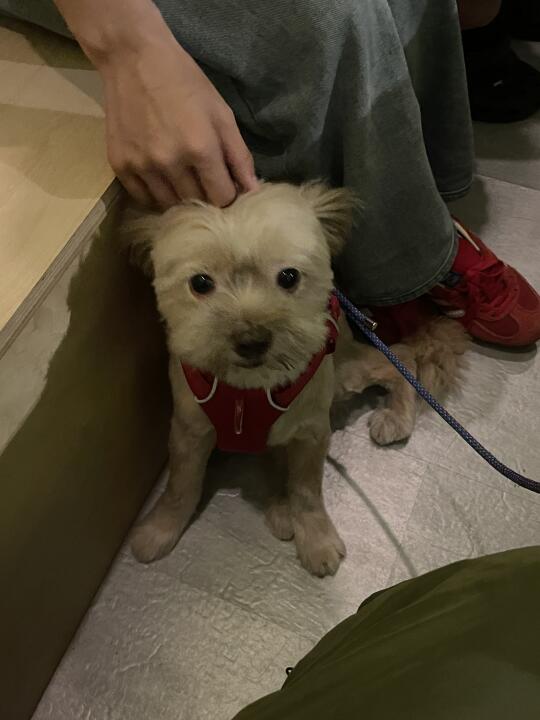 小狗是构建附近的捷径
