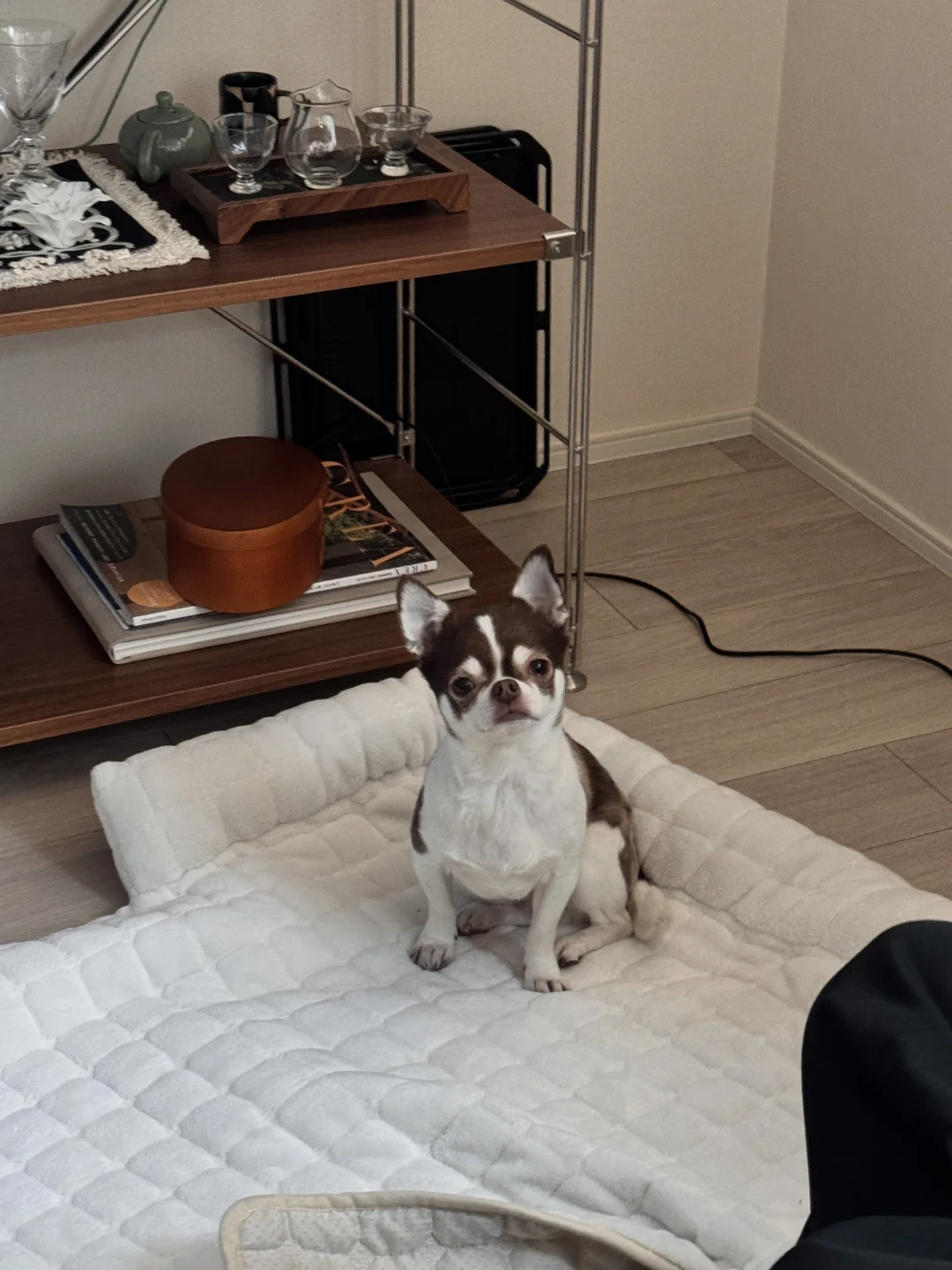 三连休和我的狗子｜吉娃娃日常