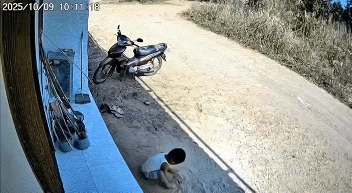 猫真的是老虎的克星吗？😲