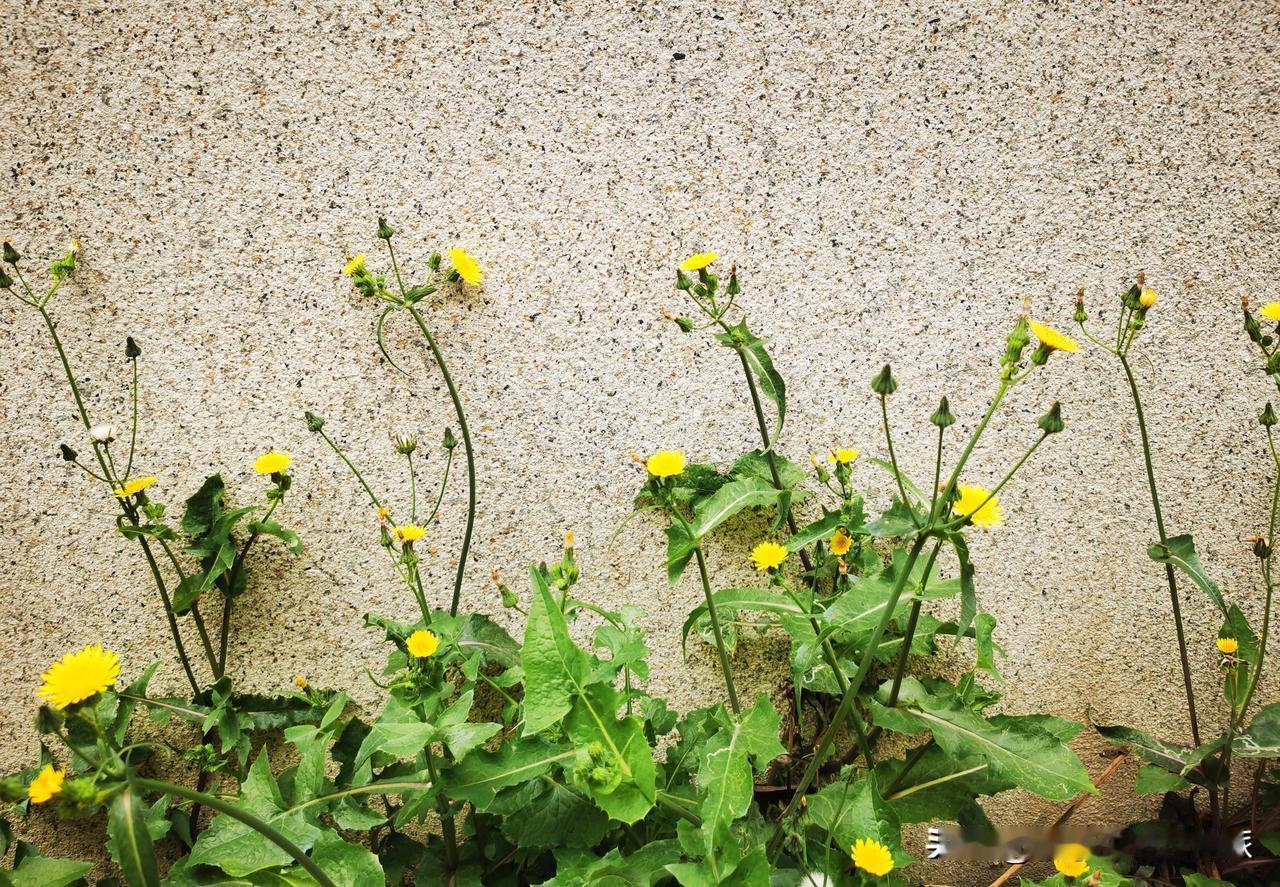 人这一生，不能没有理想。

它是远方的星，心底的火，
是庸常生活之上，泛着的温柔