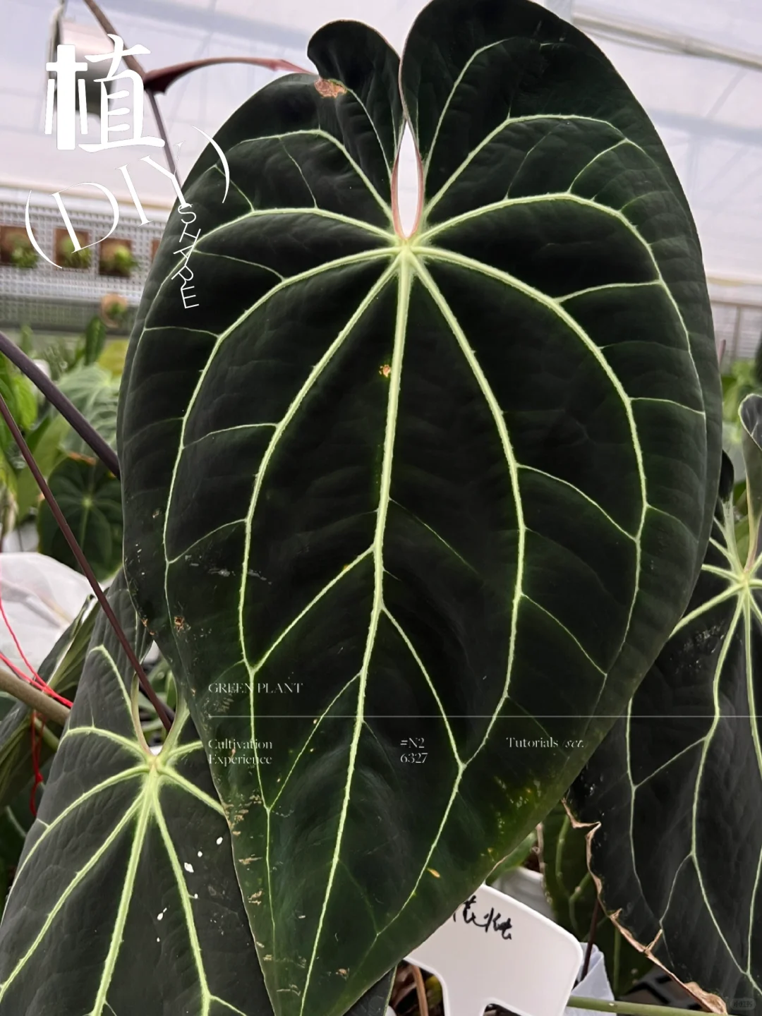 美版贝斯花烛长大了质感确实很好
