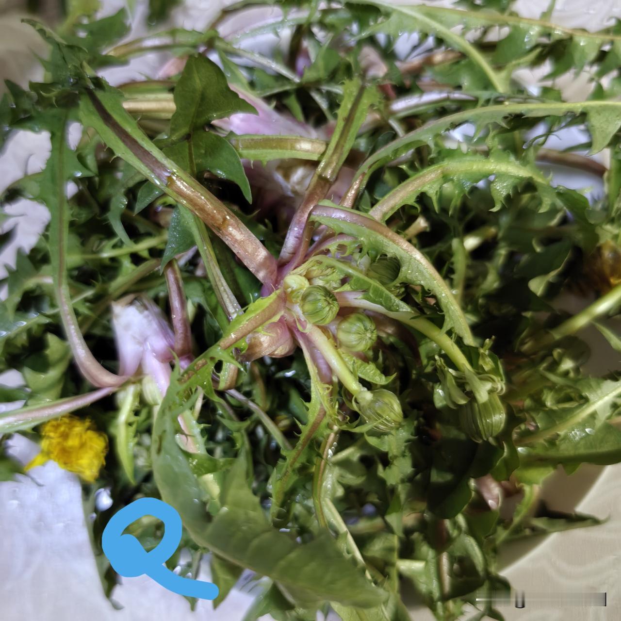 【老乔头·会种会采会吃】头茬蒲公英现蕾采，5步上盘，清苦鲜香

清明节气尝鲜蒲公