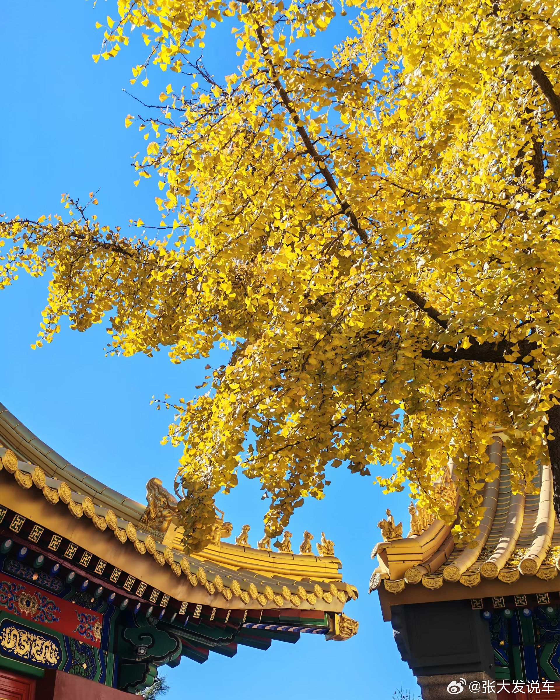 这个季节的北京美得不像话 ​​​