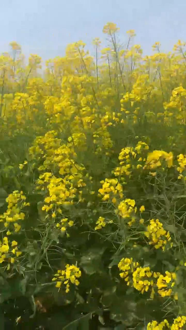 有一种春天叫油菜花开，有一种等待叫油菜花田等你。