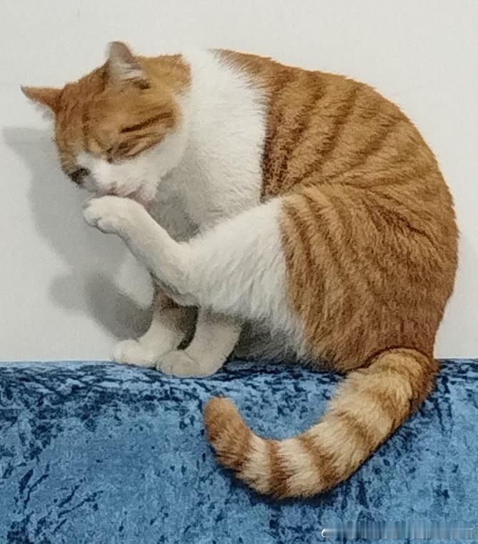 49431【丑猫】啃臭中 